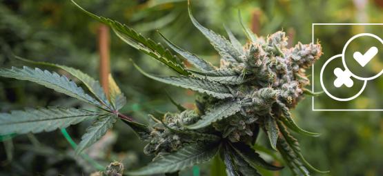 Cannabis en urban legends: de meest absurde mythes over wiet ontkracht