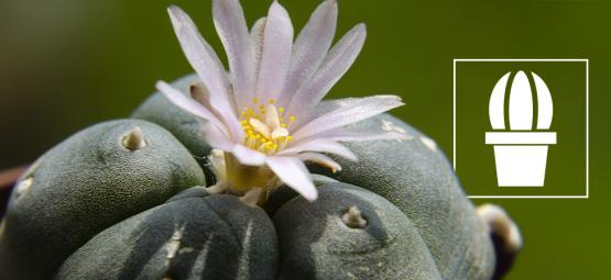 Wat is peyote en waarom gebruiken mensen het?