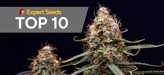 Top 10 Expert Seeds-strains voor smaak, effect en betrouwbare kweek