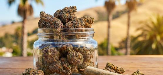 Top 10 beste Cali Weed soorten