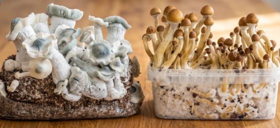Magic Mushroom Growkits vs. Ready-2-Grow Bags