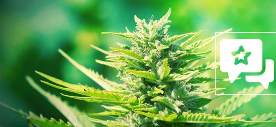 Chemdawg: Cannabis Strain Review & Informatie