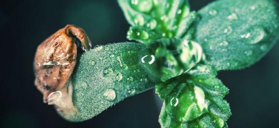 Kweektip: Het Verzorgen Van Je Cannabis Zaailingen 