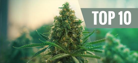 De Top 10 Beste Cannabissoorten