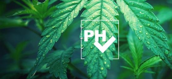 Hoe Pas Je De pH-waarde Aan Bij Het Kweken Van Cannabis?