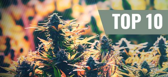 Onze Top 10 Feminized Strains Voor Buiten