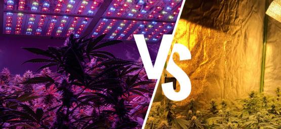 Kweeklampen Voor Wiet: LED Versus HPS