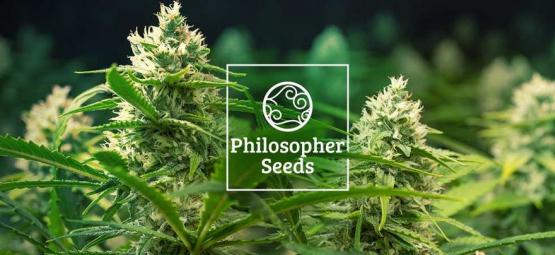 5 Tips Van Philosopher Seeds Voor Het Kweken Van Automatische Zaadjes
