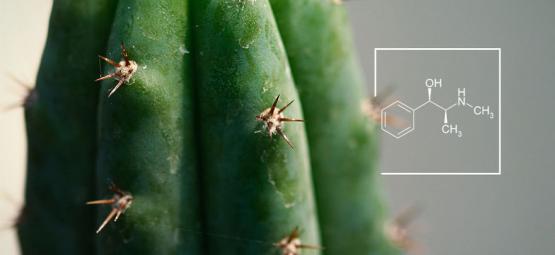 Hoe Verhoog Je Het Alkaloïde Niveau In Mescaline Cactussen?