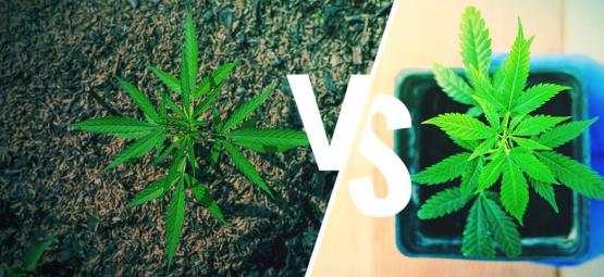 Buiten Cannabis Telen: De Grond Vs. Potten