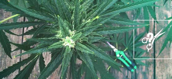 Het Snoeien Van Cannabisplanten