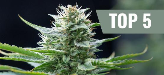 Top 5 Cannabis Sativasoorten Voor 2020
