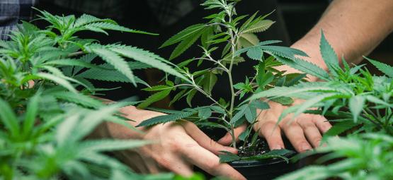 Interview Met Jorge Cervantes: Vader Van De Cannabis Grow Guide