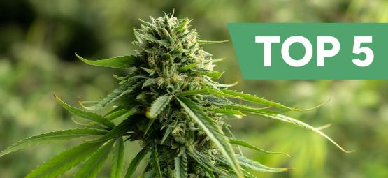 Top 5 CBD-rijke wietsoorten