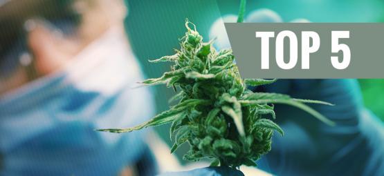 Top 5 CBD-Rijke Cannabis Soorten