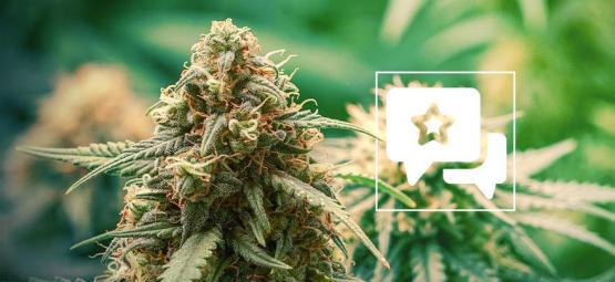 Master Kush: Cannabis Strain Review & Informatie