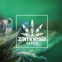 Nieuwe Zamnesia Soort: Auto Purple CousKush