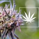 Wat Zijn Cannabis Strains?