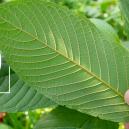 De geschiedenis van kratom