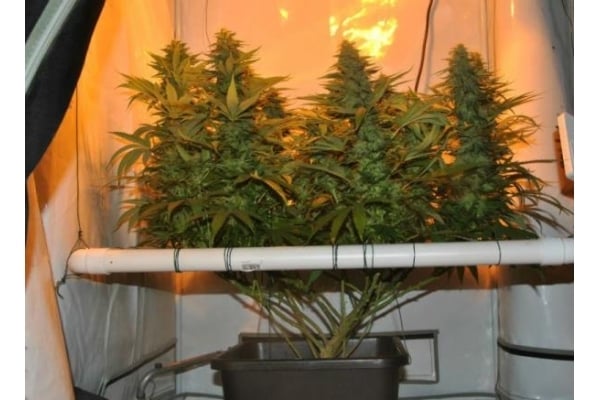 Amnesia Haze (Royal Queen Seeds) feminized Amnesia Haze (Royal Queen Seeds) feminized