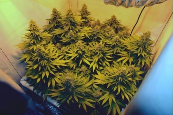 Amnesia Haze (Royal Queen Seeds) feminized Amnesia Haze (Royal Queen Seeds) feminized