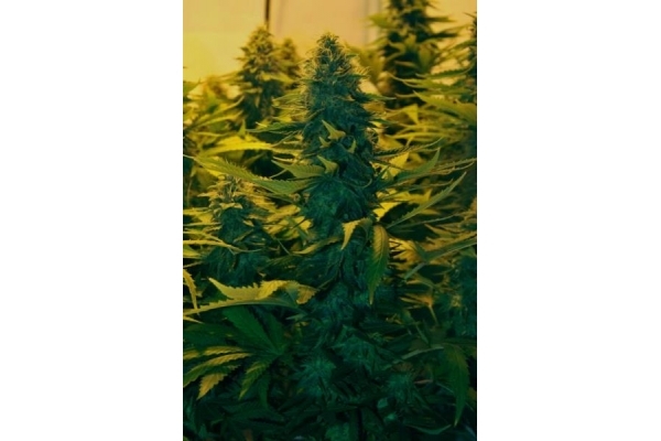 Amnesia Haze (Royal Queen Seeds) feminized Amnesia Haze (Royal Queen Seeds) feminized