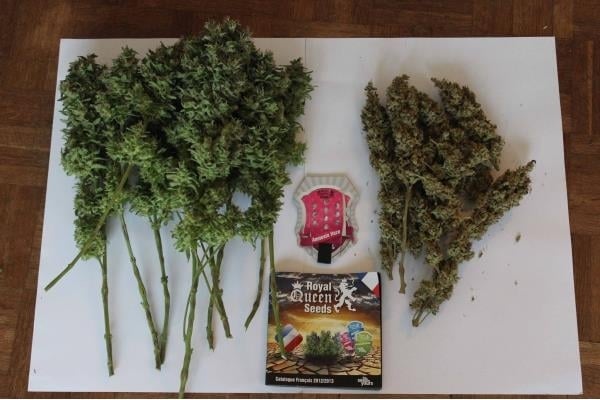 Amnesia Haze (Royal Queen Seeds) feminized Amnesia Haze (Royal Queen Seeds) feminized