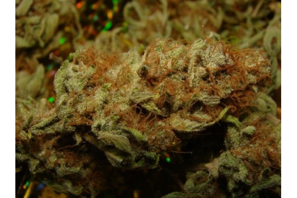 Amnesia Haze (Royal Queen Seeds) feminized