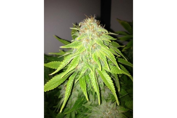 White Widow (Royal Queen Seeds) feminized