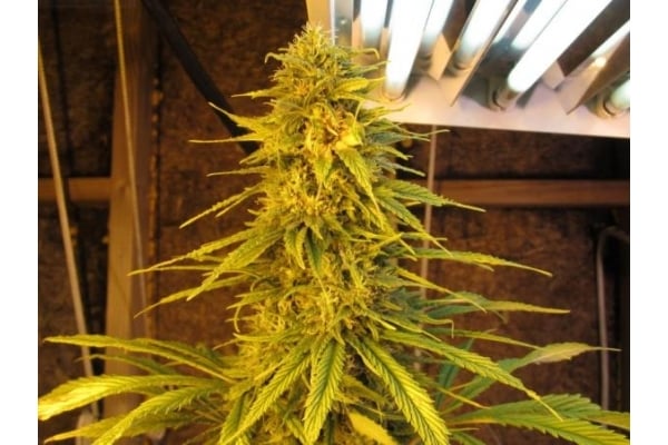 Ice (Royal Queen Seeds) feminized