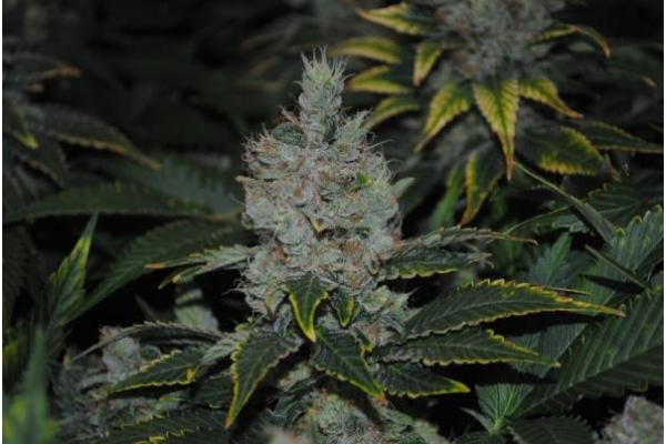 Fruit Spirit (Royal Queen Seeds) feminized