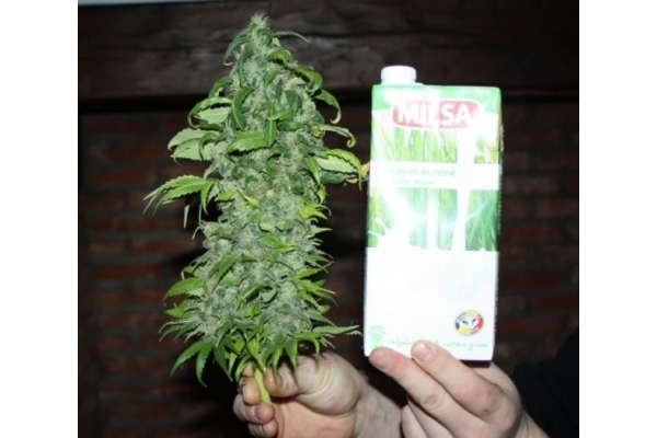 Fruit Spirit (Royal Queen Seeds) feminized
