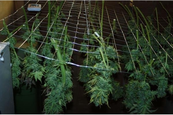 Fruit Spirit (Royal Queen Seeds) feminized