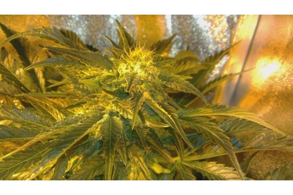 Power Flower (Royal Queen Seeds) feminized