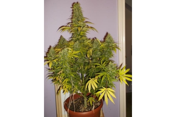 Shining Silver Haze (Royal Queen Seeds) feminized