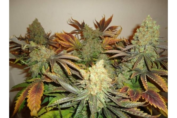 Shining Silver Haze (Royal Queen Seeds) feminized