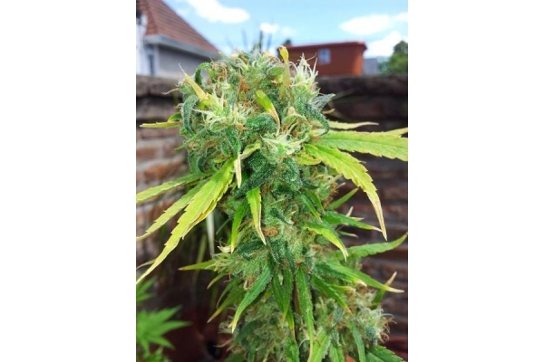 Shining Silver Haze (Royal Queen Seeds) feminized