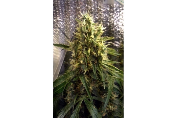 Shining Silver Haze (Royal Queen Seeds) feminized