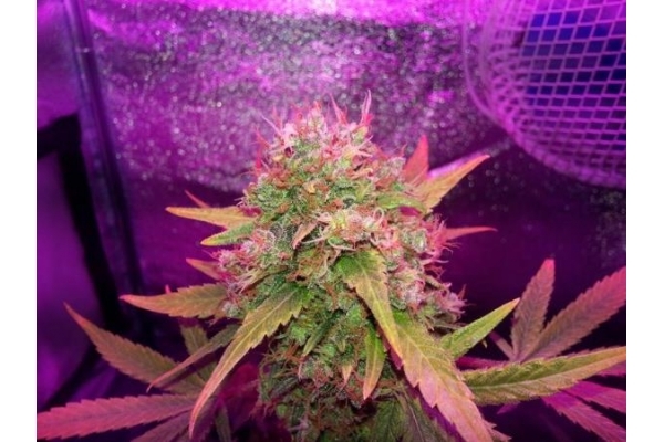 Shining Silver Haze (Royal Queen Seeds) feminized