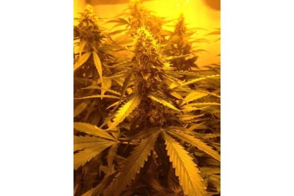 Northern Light (Royal Queen Seeds) feminized Northern Light (Royal Queen Seeds) feminized