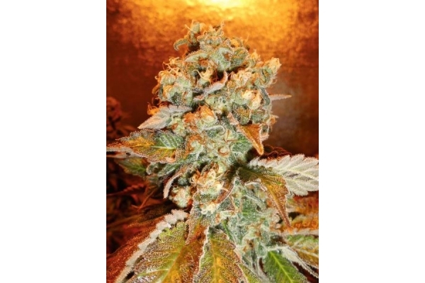 Royal Moby (Royal Queen Seeds) feminized