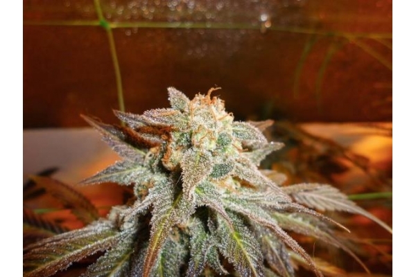 Royal Moby (Royal Queen Seeds) feminized