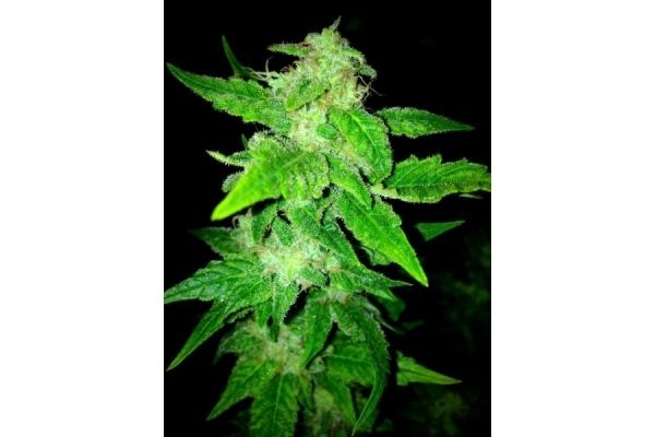 OG Kush (Royal Queen Seeds) feminized OG Kush (Royal Queen Seeds) feminized
