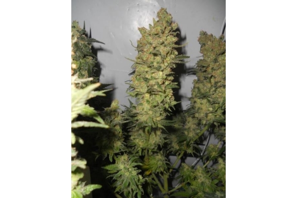 OG Kush (Royal Queen Seeds) feminized OG Kush (Royal Queen Seeds) feminized