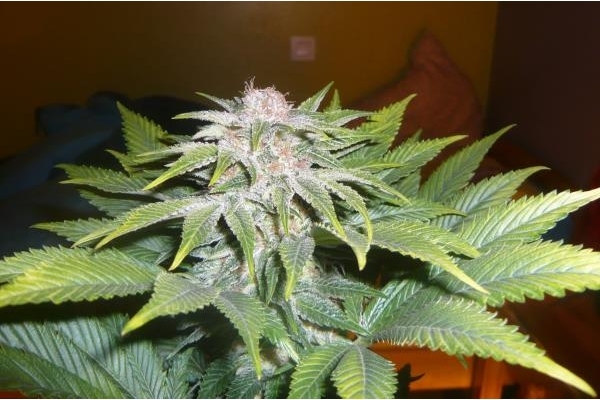 OG Kush (Royal Queen Seeds) feminized OG Kush (Royal Queen Seeds) feminized