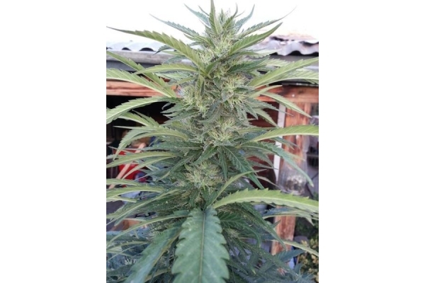 OG Kush (Royal Queen Seeds) feminized OG Kush (Royal Queen Seeds) feminized