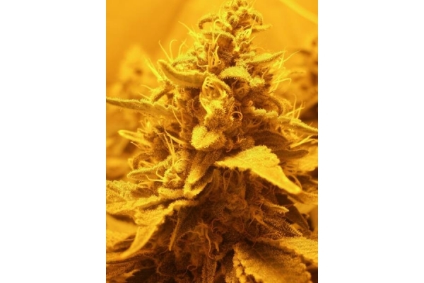 OG Kush (Royal Queen Seeds) feminized OG Kush (Royal Queen Seeds) feminized