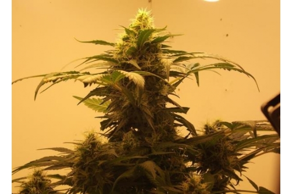 Royal Dwarf Automatic (Royal Queen Seeds) feminized Royal Dwarf Automatic (Royal Queen Seeds) feminized