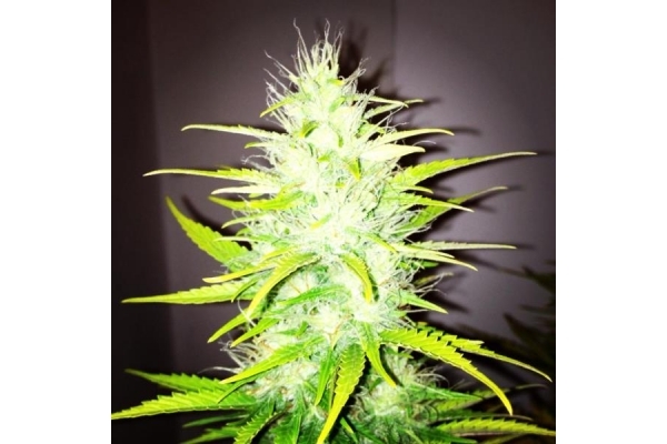 Royal Dwarf Automatic (Royal Queen Seeds) feminized Royal Dwarf Automatic (Royal Queen Seeds) feminized