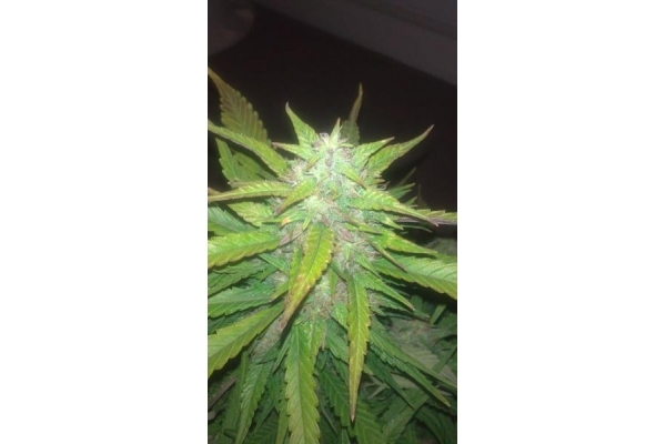 Royal Dwarf Automatic (Royal Queen Seeds) feminized Royal Dwarf Automatic (Royal Queen Seeds) feminized